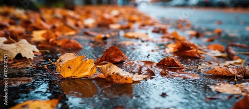 Fall leaves cover wet pavement during autumn rain. photo