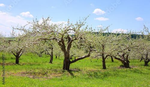 The apple tree blooming is a deciduous tree in the rose family best known for its sweet  pomaceous fruit  the apple. It is cultivated worldwide as a fruit tree  