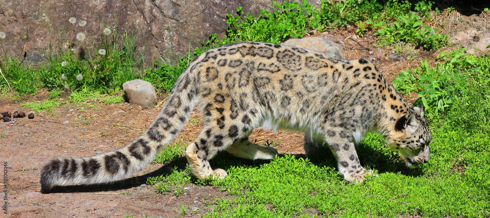 The snow leopard is a large cat native to the mountain ranges of Central and South Asia. It is listed as endangered on the IUCN Red List of Threatened Species The snow leopard is a large cat native to the mountain ranges of Central and South Asia. It is listed as endangered on the IUCN Red List of Threatened Species