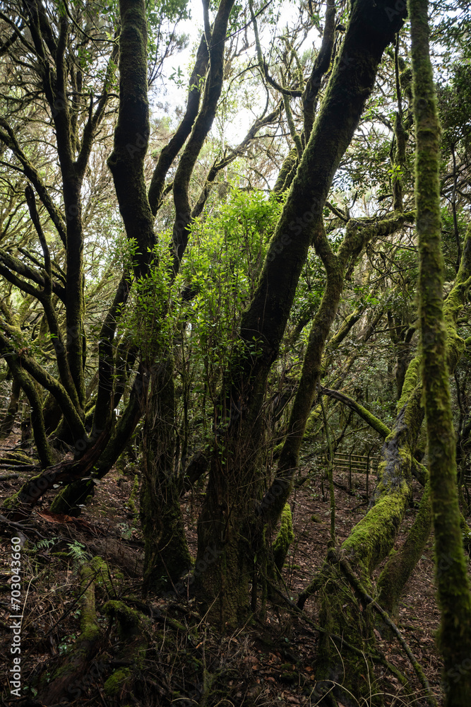 Fototapeta premium garajonay national park, la gomera, la gomera tropical forest, lagomera vegetation, la gomera national park