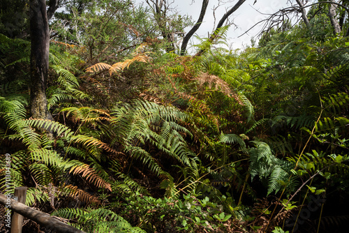 garajonay national park  la gomera  la gomera tropical forest  lagomera vegetation  la gomera national park