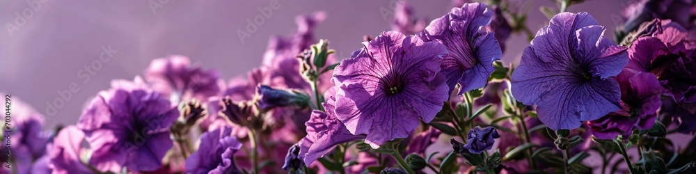striking purple petunias, their ruffled blooms in sharp detail, against a gradient background from violet to light purple. striking purple petunias, their ruffled blooms in sharp detail, against a gradient background from violet to light purple.