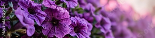 striking purple petunias, their ruffled blooms in sharp detail, against a gradient background from violet to light purple. photo
