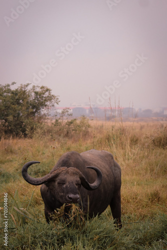 Buffalo Eating