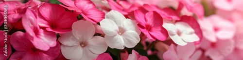 pink and white impatiens, their bright, rounded blooms vivid, set against a gradient background of pink blending into white.