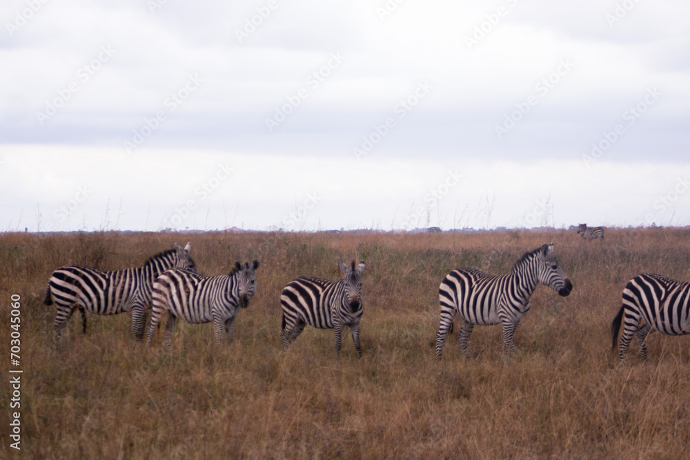 Zebras