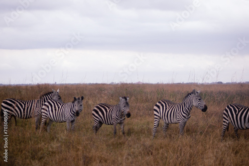 Zebras