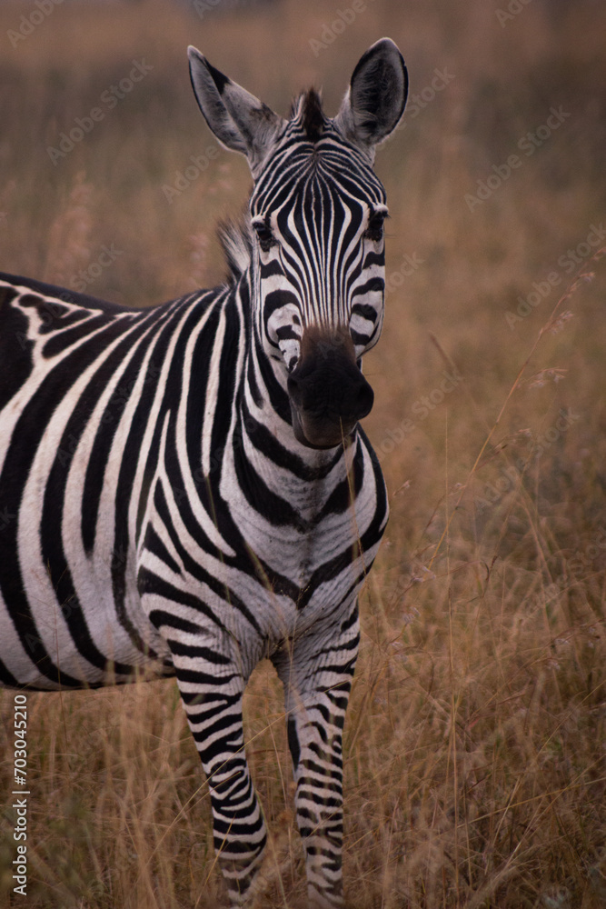Obraz premium Zebra