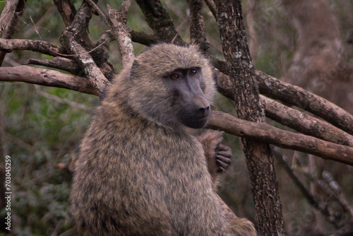 Obraz na płótnie Baboon