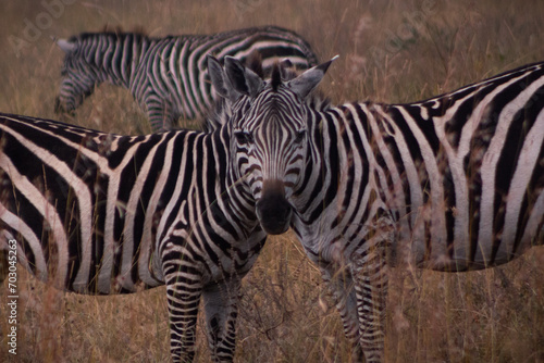 Symmetrical Zebra