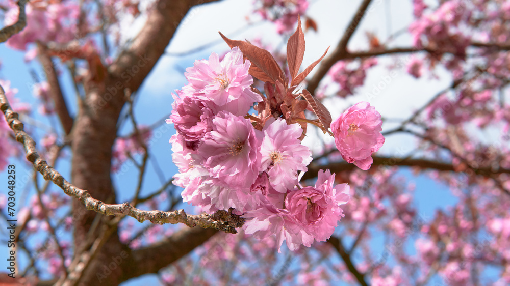 A pink flowered cherry blossom tree with a blue sky in the background. Sakura in Berlin, Germany. A pink flowered cherry blossom tree with a blue sky in the background. Sakura in Berlin, Germany.