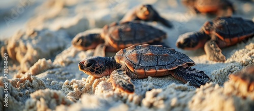 The emergence of baby sea turtles.