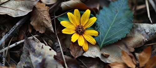 Sole happy yellow blossom amidst withering leaves and stems. photo