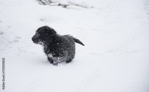 A small dog walks through the snow, in Bistrita Romania