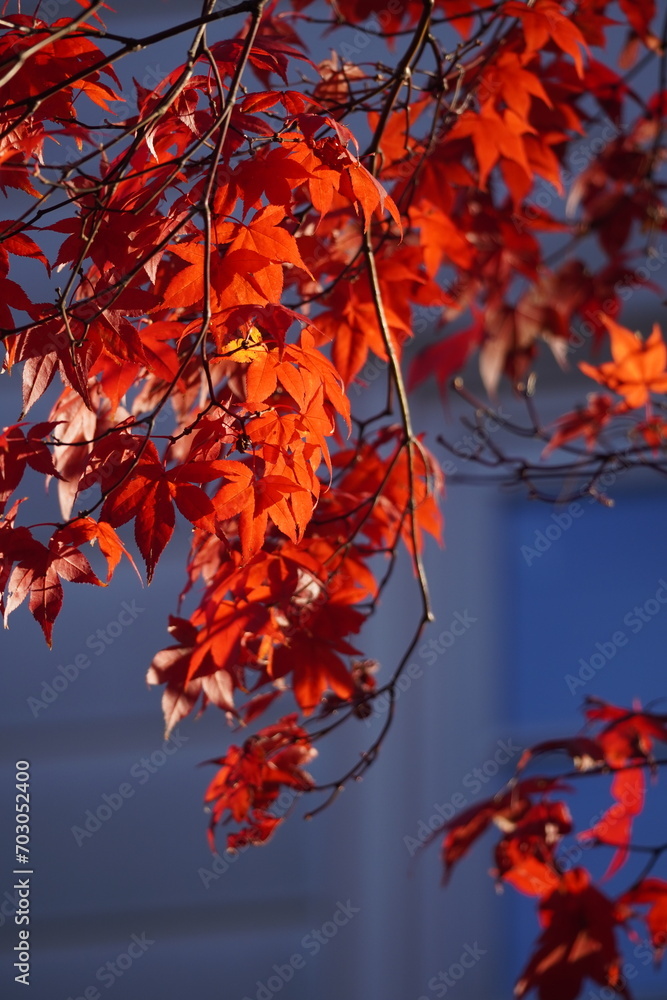 maple and fall tree golden and red leaves maple and fall tree golden and red leaves