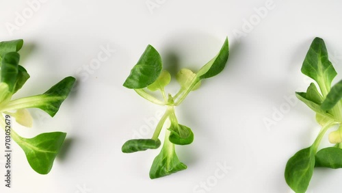 Fresh green Rapunzel Salad on white background