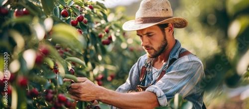 Caucasian male farmer picking ripe organic fruit in a cherry orchard during summer, wearing a straw hat.
