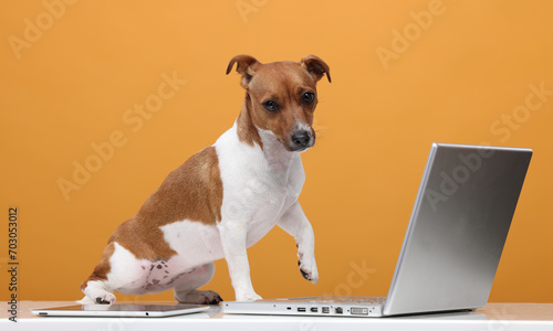 smart dog with a laptop on an orange background. business training finance online banking technology concept