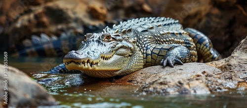 Crocodile on riverbank near stones.