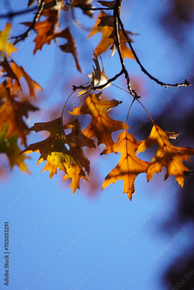 maple and fall tree golden and red leaves maple and fall tree golden and red leaves
