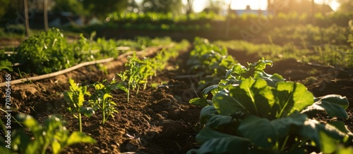 Vegetable garden being hoed during new growth season on organic farm. photo