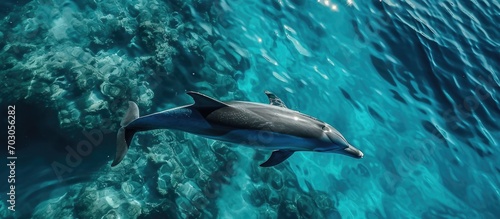 Dolphins photographed from above in the Indian Ocean using a drone