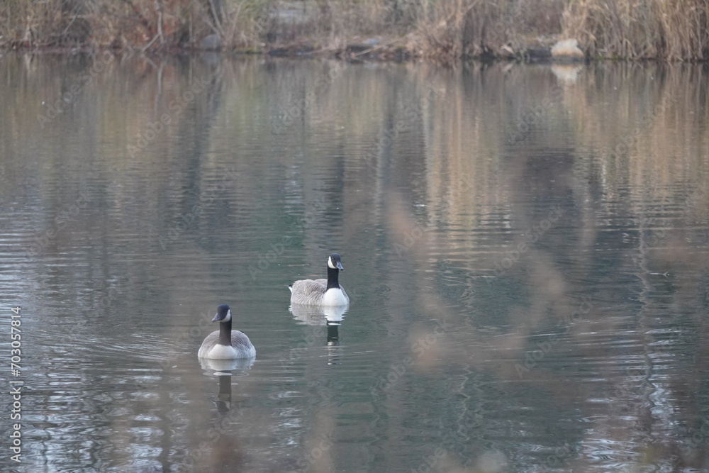 swan and ducks in lakes swan and ducks in lakes