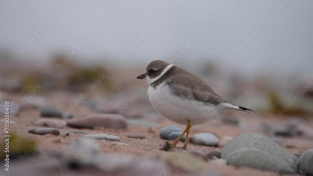 Plover on the Paspebiac sandbar in Gaspesie (Paspebiac, Quebec, Canada) Plover on the Paspebiac sandbar in Gaspesie (Paspebiac, Quebec, Canada)