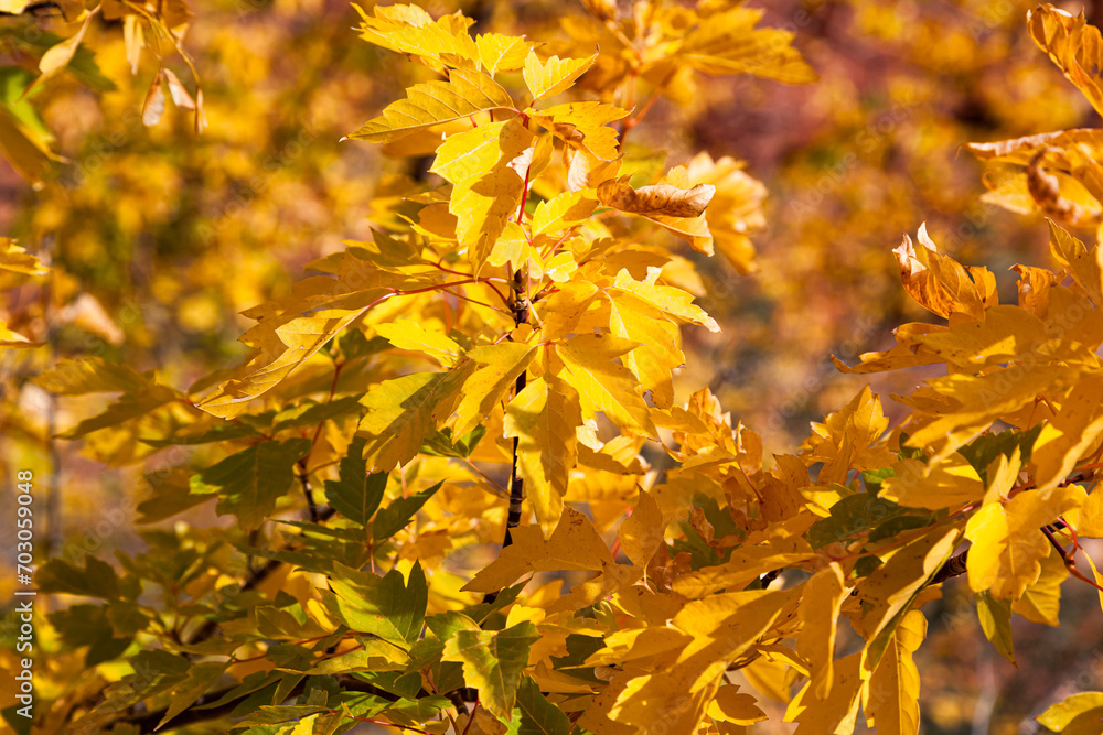 Obraz premium Bright Yellow Leaves in Fall at Zion