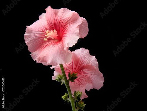 Hollyhock flower in studio background, single hollyhock flower, Beautiful flower images