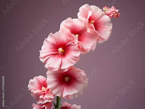 Hollyhock flower in studio background, single hollyhock flower, Beautiful flower images © Akilmazumder