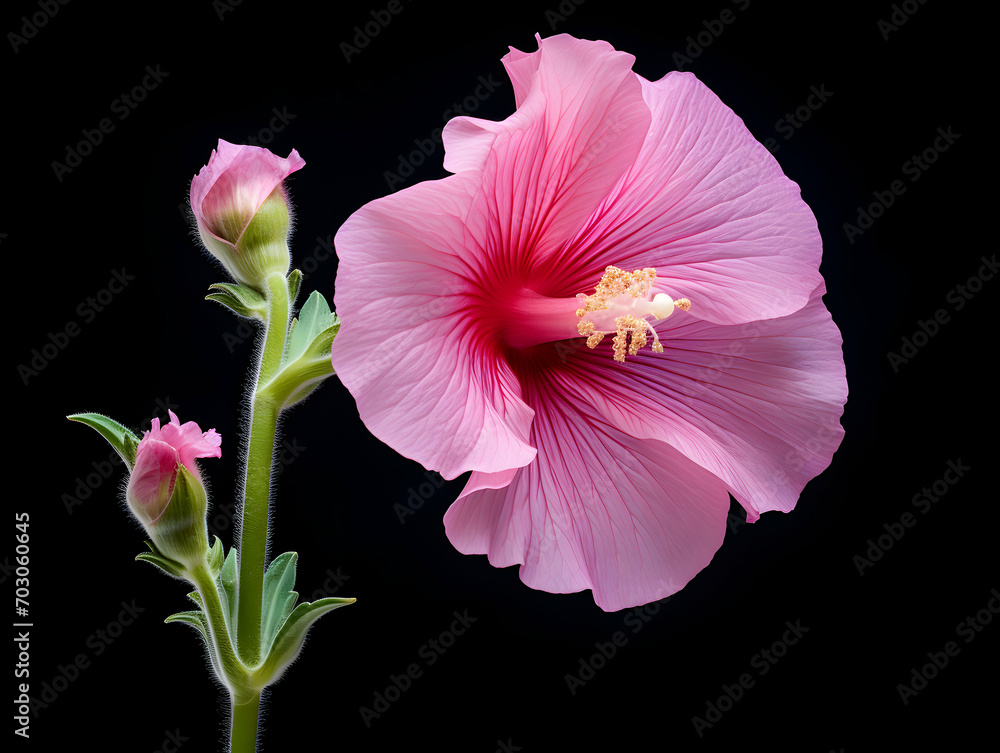 Fototapeta premium Hollyhock flower in studio background, single hollyhock flower, Beautiful flower images