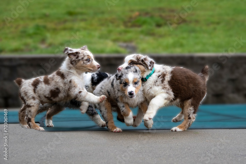 Australian Shephard puppies - Aussies are remarkably intelligent