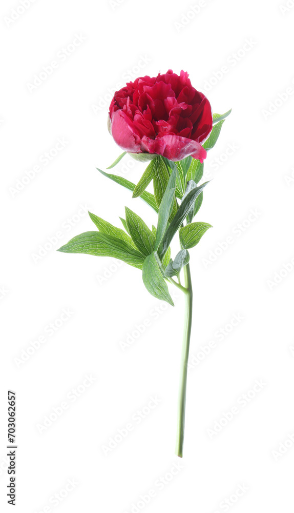 Beautiful red peony with leaves isolated on white Beautiful red peony with leaves isolated on white