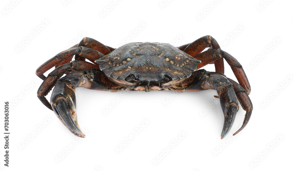One fresh raw crab isolated on white One fresh raw crab isolated on white