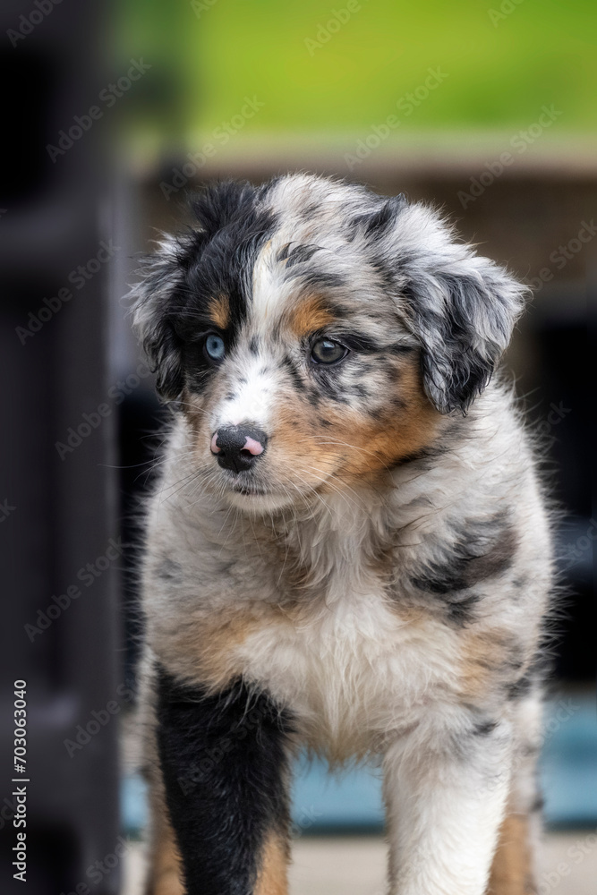 Australian Shephard puppies - Aussies are remarkably intelligent