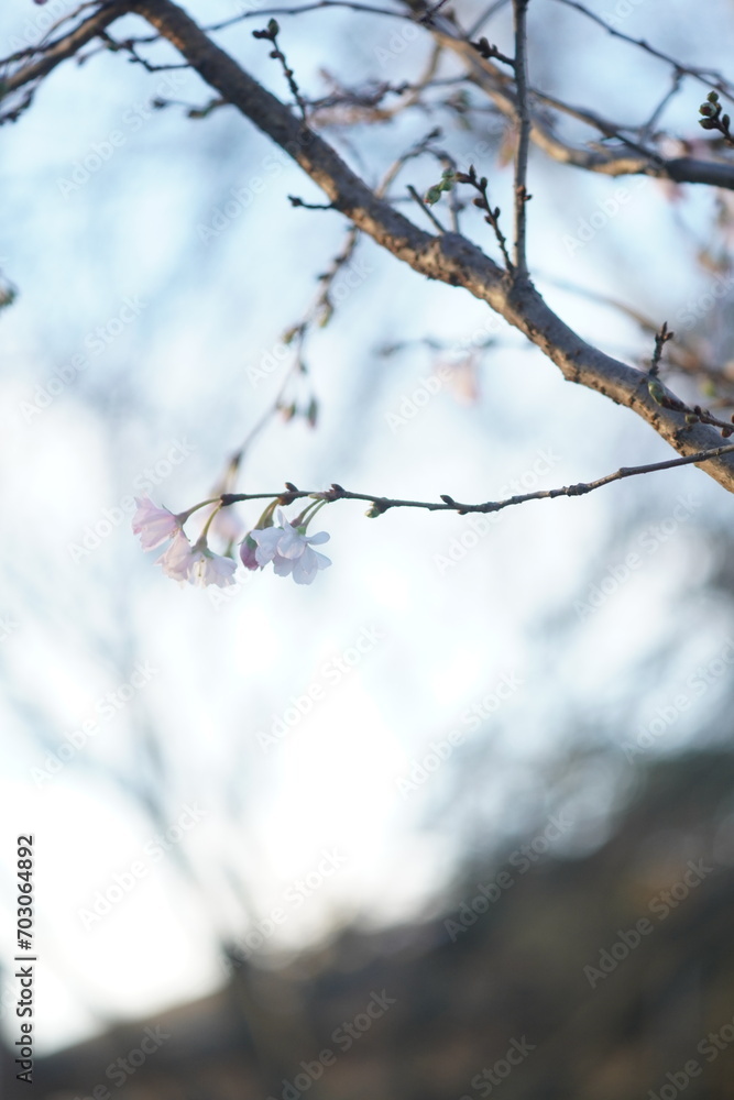 Obraz premium tree and nature cherry flower and fruit in fall 