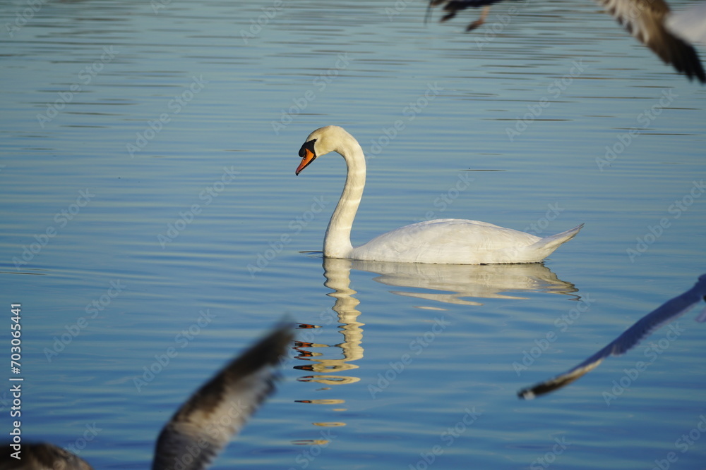 Naklejka premium swan and bird in the lake