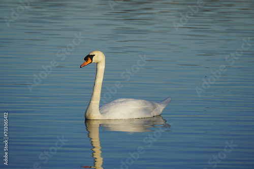 swan and bird in the lake