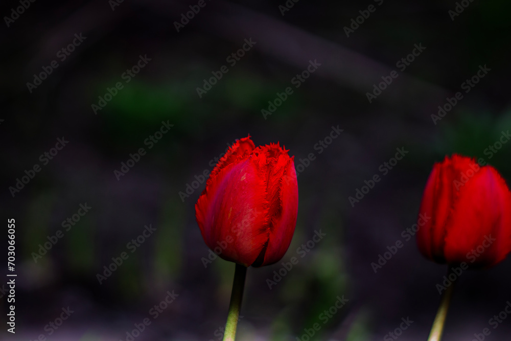 Lonely red tulip in the garden in spring, spring blossom, symbol of love, romance, female happiness Lonely red tulip in the garden in spring, spring blossom, symbol of love, romance, female happiness