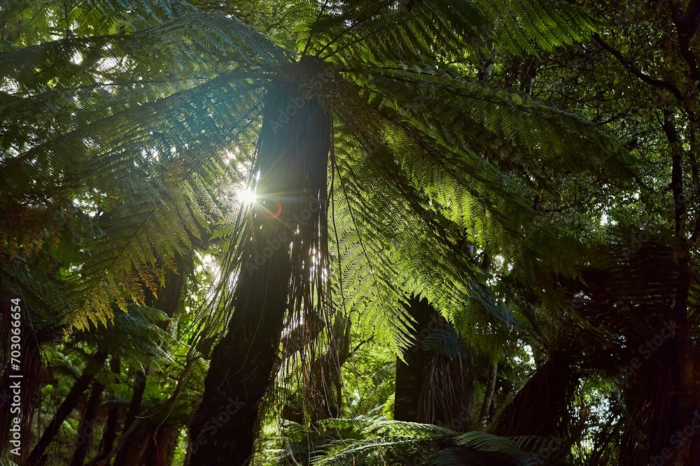 Naklejka premium Fern leaves background with sun flare