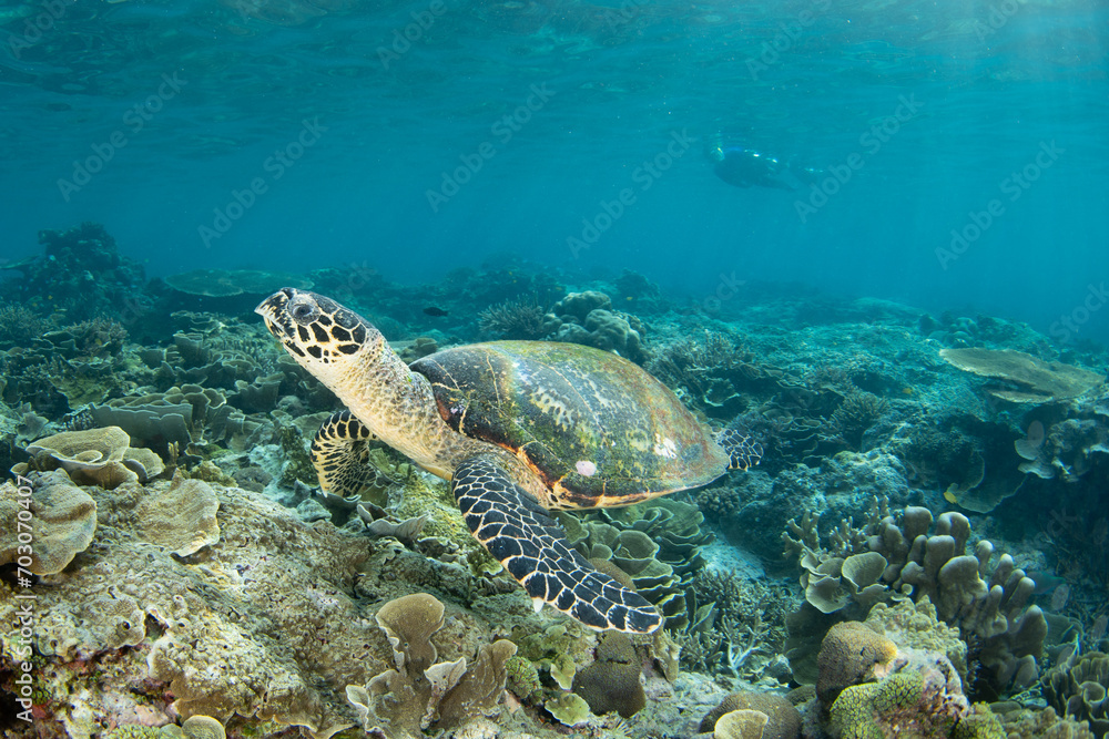 A Hawksbill sea turtle, Eretmochelys imbricata, swims over a shallow coral reef in Raja Ampat. This reptile is an endangered species, often sought for its meat and valuable shell.