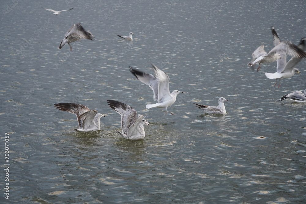 bird seagull and swain in the lake bird seagull and swain in the lake