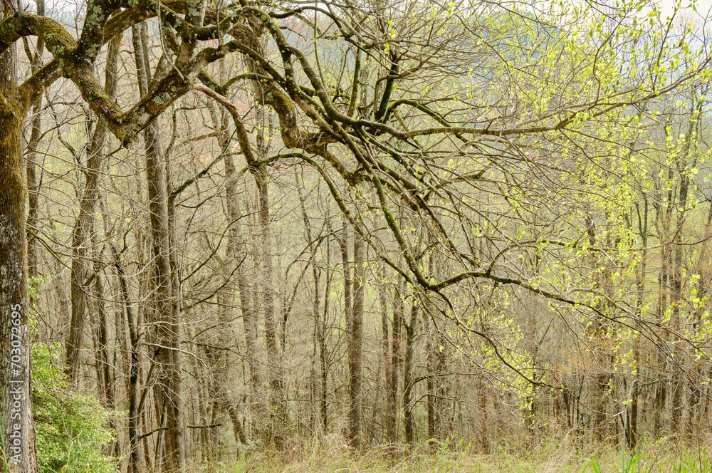 Yellow Spring trees in the Blue Ridge Mountains. Yellow Spring trees in the Blue Ridge Mountains.