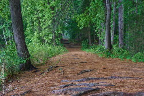 Pine needs covered path though greenway in South Carolina.
