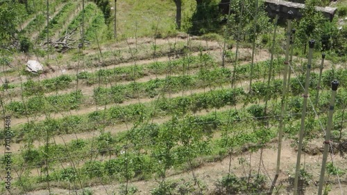 Uttarakhand's hillside apple orchards in Tehri Garhwal, featuring advanced farming techniques. Explore technical cultivation amidst stunning landscapes. photo