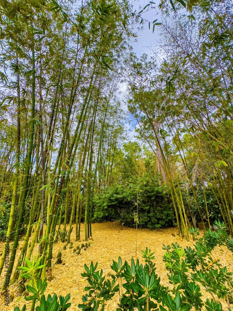 Obraz premium Stock photo of a beautiful bamboo garden