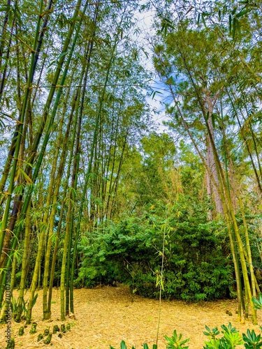 Nature photography outdoors bamboo gardens
