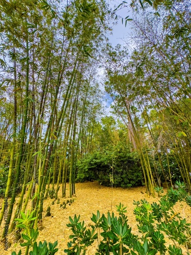 Stock photo of a beautiful bamboo garden