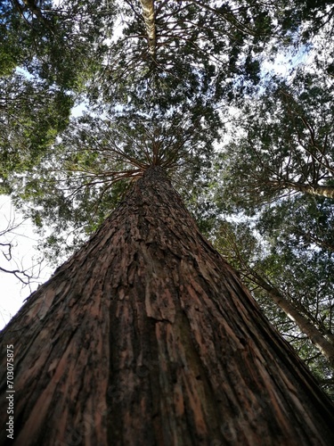 tree in the forest © Sarah